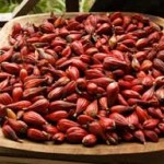 Grains-of-paradise-fruits