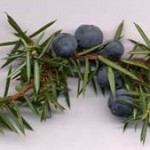 juniper-berries