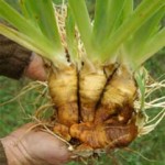 orris-root