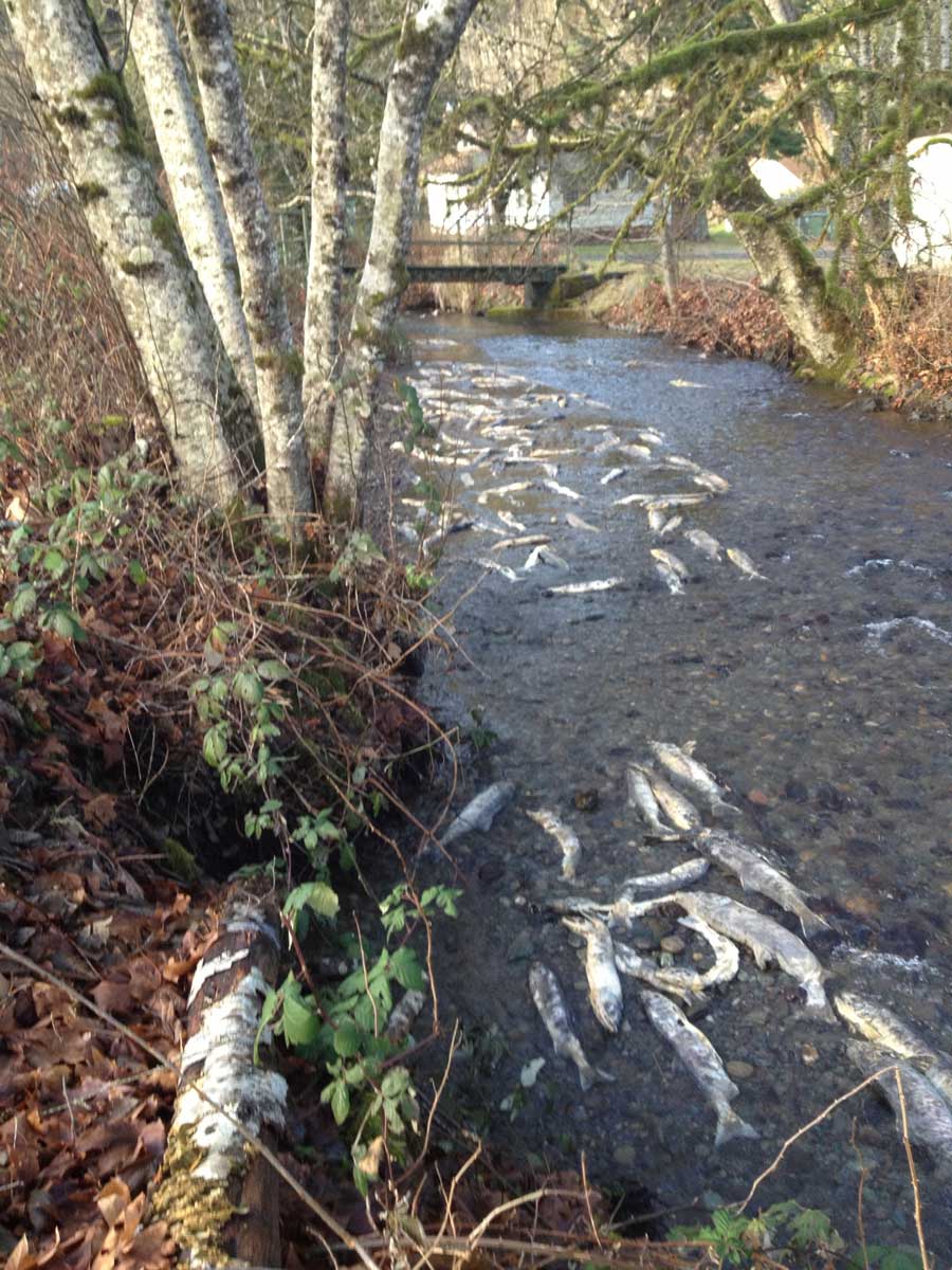 Life Cycle of Salmon and Reflections on Gin